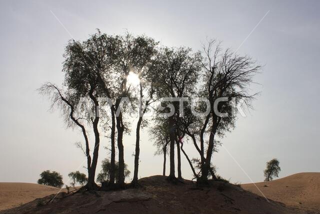 أشجار الغاف دائمة الخضرة المقاومة للجفاف (Prosopis cineraria) في الكثبان الرملية بالصحراء العربية. وهي الأشجار الوحيدة القادرة على البقاء في الصحراء القاحلة.