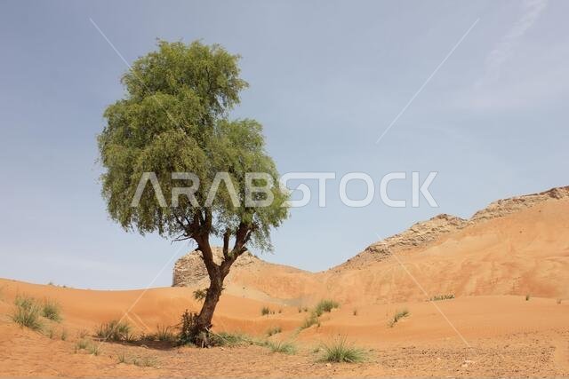 Drought resistant and evergreen 'Ghaf' tree (Prosopis cineraria), stands sentinel in arid desert sand dunes in the Middle East.