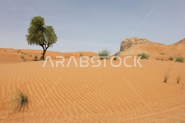 تقف شجرة "الغاف" (Prosopis cineraria)، المقاومة للجفاف ودائمة الخضرة، شامخة في الكثبان الرملية الصحراوية القاحلة في الشرق الأوسط.