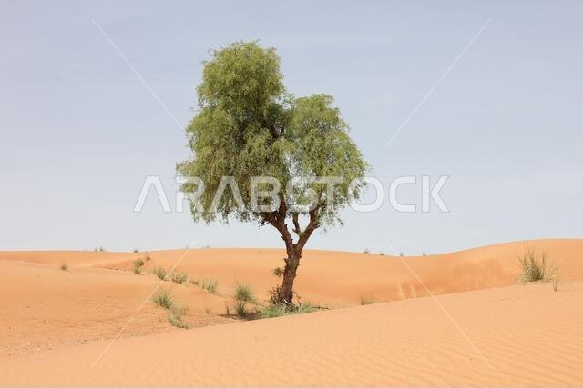 Drought resistant and evergreen 'Ghaf' tree (Prosopis cineraria), stands sentinel in arid desert sand dunes in the Middle East.