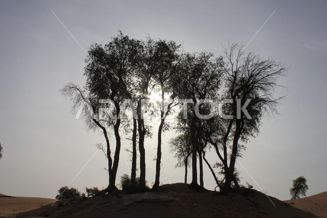 Drought resistant evergreen Ghaf trees (Prosopis cineraria) in Arabian desert sand dunes. They are the only trees that can survive in the arid desert.