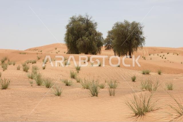 Drought resistant evergreen ghaf trees (Prosopis cineraria) in desert sand dunes in Sharjah, United Arab Emirates. These trees survive in the desert.