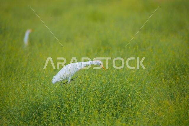 birds of saudi arabia