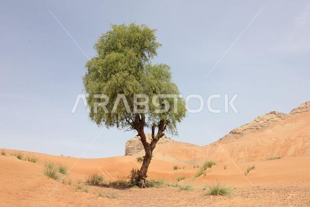 Drought resistant and evergreen 'Ghaf' tree (Prosopis cineraria), stands sentinel in arid desert sand dunes in the Middle East.