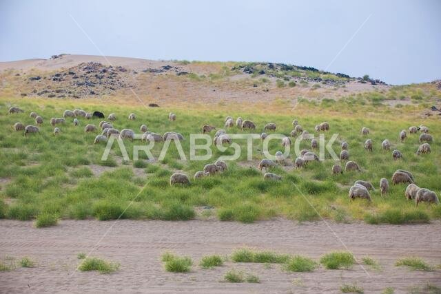 Saudi Arabian got farming desert