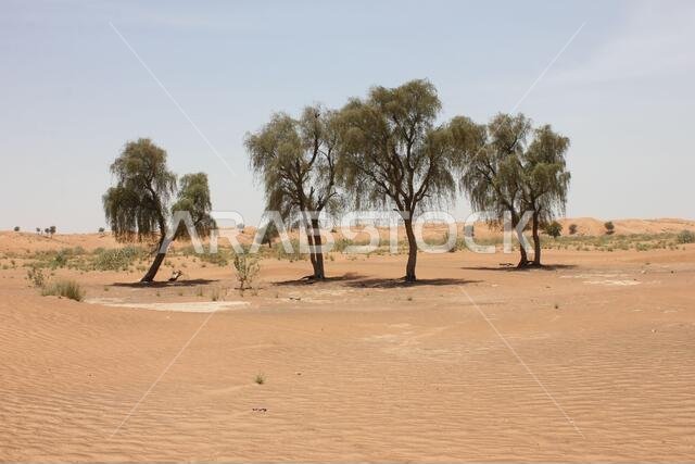 أشجار الغاف دائمة الخضرة المقاومة للجفاف (Prosopis cineraria) في الكثبان الرملية الصحراوية في الشارقة، الإمارات العربية المتحدة. هذه الأشجار قادرة على البقاء في الصحراء.