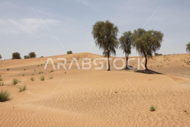 أشجار الغاف دائمة الخضرة المقاومة للجفاف (Prosopis cineraria) في الكثبان الرملية الصحراوية في الشارقة، الإمارات العربية المتحدة. هذه الأشجار قادرة على البقاء في الصحراء.