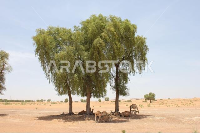 Drought resistant evergreen ghaf trees (Prosopis cineraria) in desert sand dunes in Sharjah, United Arab Emirates. These trees survive in the desert.