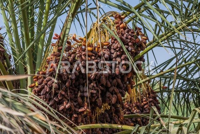 The fruits of a date palm, Riyadh Province, Saudi Arabia