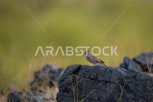birds of saudi arabia