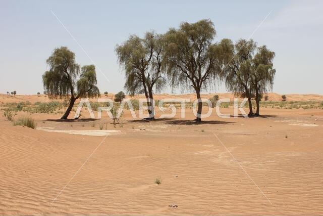 Drought resistant evergreen ghaf trees (Prosopis cineraria) in desert sand dunes in Sharjah, United Arab Emirates. These trees survive in the desert.