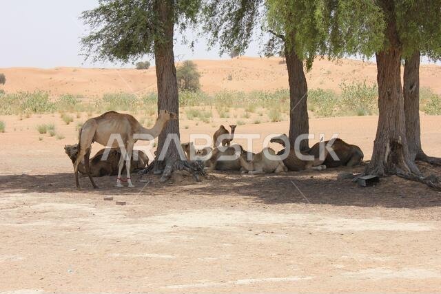 تستريح الجمال العربية (من النوع ذي السنام الواحد) من أشعة الشمس الحارقة تحت أشجار صحراوية دائمة الخضرة في الكثبان الرملية الصحراوية القاحلة.