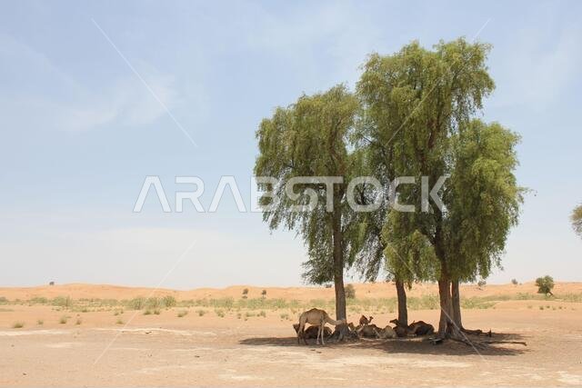 أشجار الغاف دائمة الخضرة المقاومة للجفاف (Prosopis cineraria) في الكثبان الرملية الصحراوية في الشارقة، الإمارات العربية المتحدة. هذه الأشجار قادرة على البقاء في الصحراء.