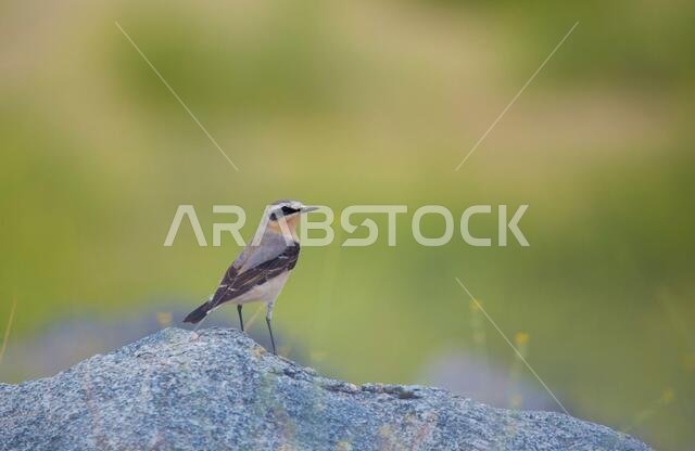 birds of saudi arabia