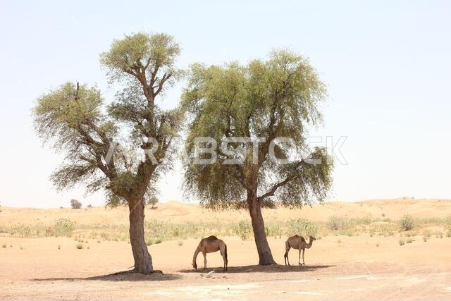 أشجار الغاف دائمة الخضرة المقاومة للجفاف (Prosopis cineraria) في الكثبان الرملية الصحراوية في الشارقة، الإمارات العربية المتحدة. هذه الأشجار قادرة على البقاء في الصحراء.