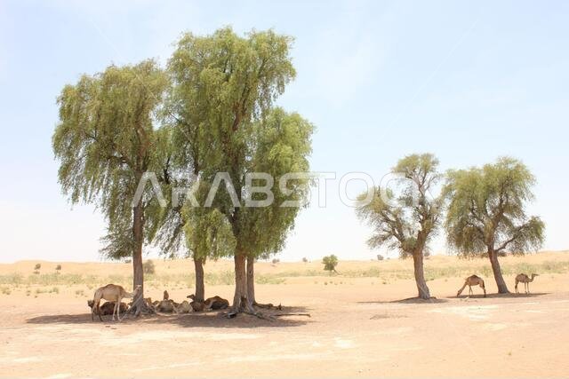 أشجار الغاف دائمة الخضرة المقاومة للجفاف (Prosopis cineraria) في الكثبان الرملية الصحراوية في الشارقة، الإمارات العربية المتحدة. هذه الأشجار قادرة على البقاء في الصحراء.