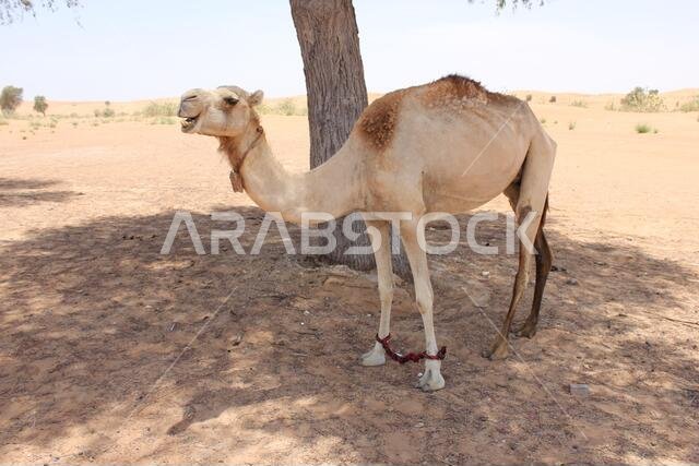 جمل عربي بالغ (من النوع الدروميدار، ذو سنام واحد) في رمال الصحراء الحارة والجافة.