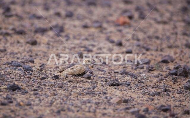 birds of saudi arabia