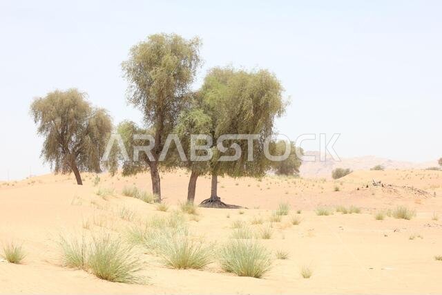 Drought resistant evergreen ghaf trees (Prosopis cineraria) in desert sand dunes in Sharjah, United Arab Emirates. These trees survive in the desert.