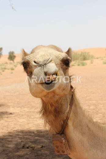 جمل عربي بالغ (من النوع الدروميدار، ذو سنام واحد) في رمال الصحراء الحارة والجافة.
