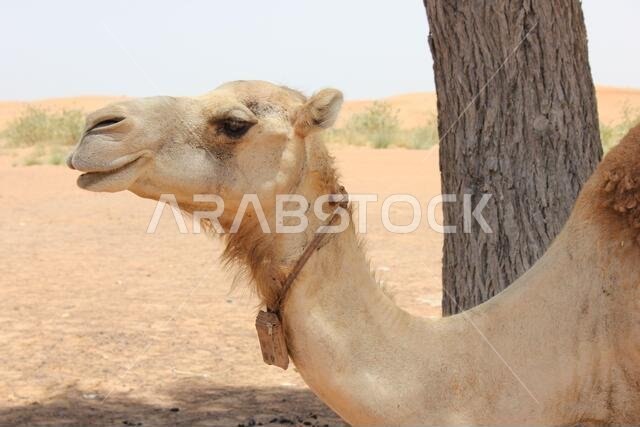 جمل عربي بالغ (من النوع الدروميدار، ذو سنام واحد) في رمال الصحراء الحارة والجافة.
