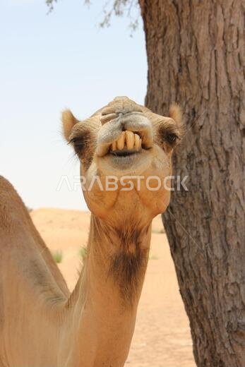 Adult Arabian camel (dromedary type, with single hump) in hot and arid desert sand.