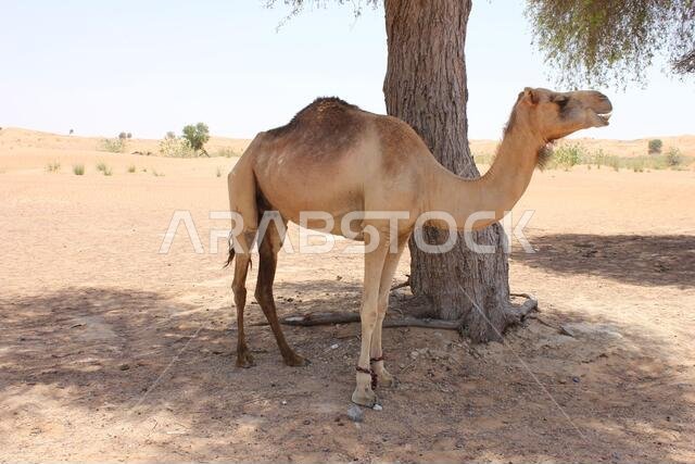 Adult Arabian camel (dromedary type, with single hump) in hot and arid desert sand.