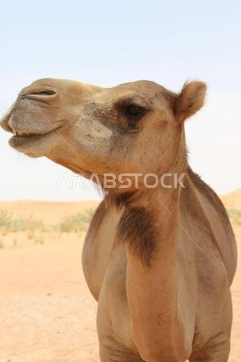 جمل عربي بالغ (من النوع الدروميدار، ذو سنام واحد) في رمال الصحراء الحارة والجافة. جمل عربي بالغ (من النوع الدروميدار، ذو سنام واحد) في رمال الصحراء الحارة والجافة.