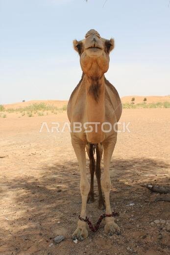 جمل عربي بالغ (من النوع الدروميدار، ذو سنام واحد) في رمال الصحراء الحارة والجافة. جمل عربي بالغ (من النوع الدروميدار، ذو سنام واحد) في رمال الصحراء الحارة والجافة.