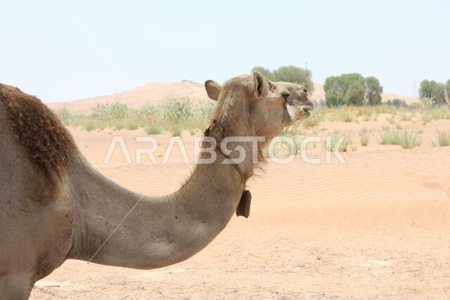 Adult Arabian camel (dromedary type, with single hump) in hot and arid desert sand.