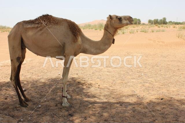 جمل عربي بالغ (من النوع الدروميدار، ذو سنام واحد) في رمال الصحراء الحارة والجافة.