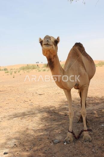 Adult Arabian camel (dromedary type, with single hump) in hot and arid desert sand.