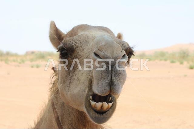 Adult Arabian camel (dromedary type, with single hump) in hot and arid desert sand.