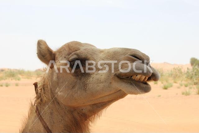 Adult Arabian camel (dromedary type, with single hump) in hot and arid desert sand.