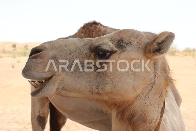 جمل عربي بالغ (من النوع الدروميدار، ذو سنام واحد) في رمال الصحراء الحارة والجافة.