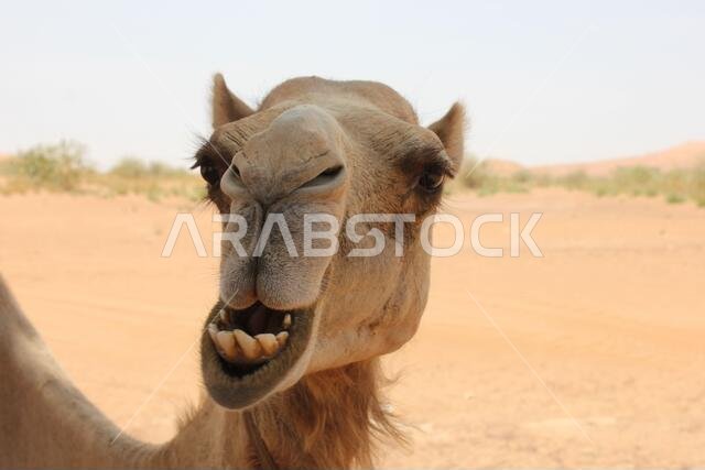 Adult Arabian camel (dromedary type, with single hump) in hot and arid desert sand.