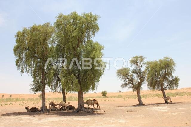 أشجار الغاف دائمة الخضرة المقاومة للجفاف (Prosopis cineraria) في الكثبان الرملية الصحراوية في الشارقة، الإمارات العربية المتحدة. هذه الأشجار قادرة على البقاء في الصحراء.