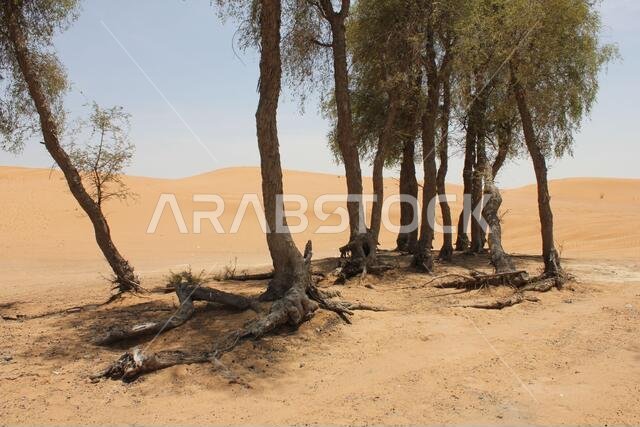 أشجار الغاف دائمة الخضرة المقاومة للجفاف (Prosopis cineraria) في الكثبان الرملية الصحراوية في الشارقة، الإمارات العربية المتحدة. هذه الأشجار قادرة على البقاء في الصحراء.