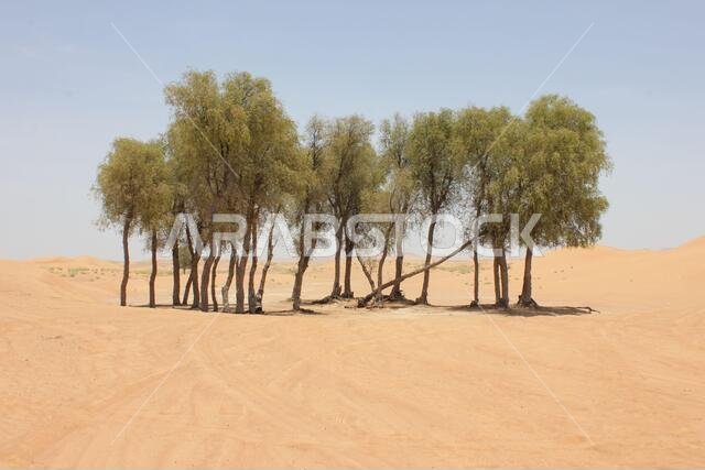 أشجار الغاف دائمة الخضرة المقاومة للجفاف (Prosopis cineraria) في الكثبان الرملية الصحراوية في الشارقة، الإمارات العربية المتحدة. هذه الأشجار قادرة على البقاء في الصحراء.