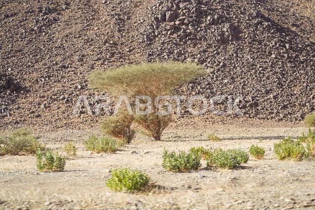 beautiful desert trees in arid desert area in northern Saudi Arabia