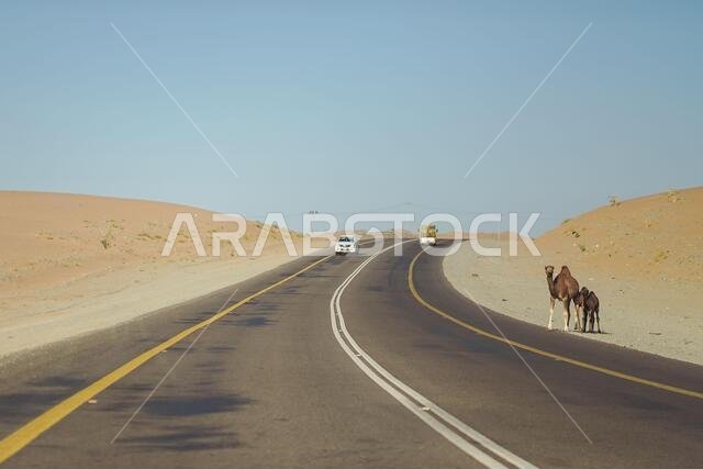 ناقة مع صغيريها تحاول عبور الأسفلت بالقرب من الطريق السريع الذي تصطف على جانبيه الشاحنات في المملكة العربية السعودية