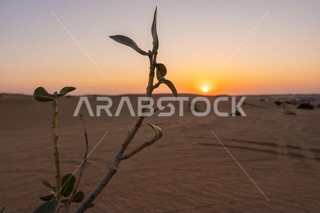 Scenic landscapes of Dubai desert during sunset