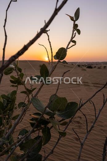Scenic landscapes of Dubai desert during sunset