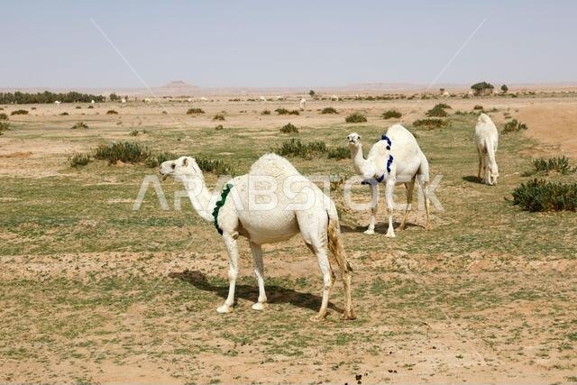 تقف عدة جمال في مرج رملي في المملكة العربية السعودية وتأكل العشب