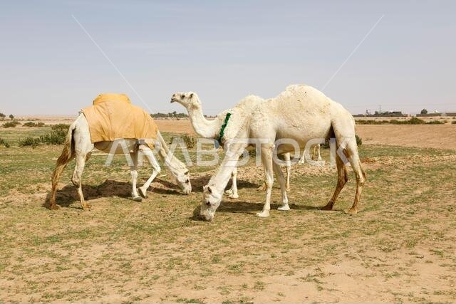 Several camels stand on a sandy meadow in Saudi Arabia and eat grass