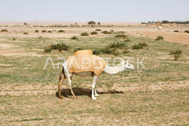 جمل يقف على مرج قاحل ويأكل العشب، المملكة العربية السعودية