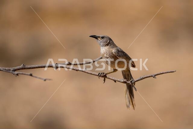 ثرثار عربي (Argya squamiceps)