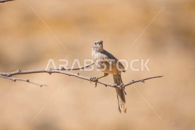ثرثار عربي (Argya squamiceps)