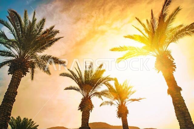 أشجار نخيل على الشاطئ مع وهج الشمس. خلفية شاشة.