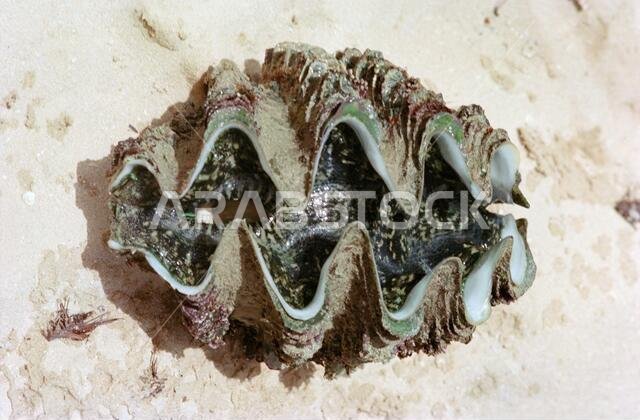 Clam Shell on Shequag Beach Saudi Arabia